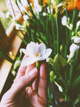 Load image into Gallery viewer, Jonquil and Patchouli Enfleurage.
