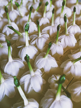 Load image into Gallery viewer, Jonquil and Patchouli Enfleurage.