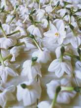 Load image into Gallery viewer, Jonquil and Patchouli Enfleurage.