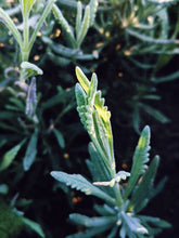 Load image into Gallery viewer, Joshua Tree. natural perfume. piñon pine, palo santo, white sage, desert herbs, myrrh. March 2023