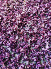 Load image into Gallery viewer, Peach Iris. enfleurage perfume. orris root, peach, rose, apricot, osmanthus, stephanotis. October 2023