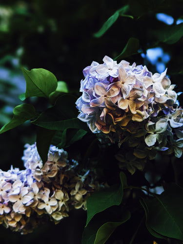 Nīla. Lilac Enfleurage Extrait. Organic Lilac Perfume.