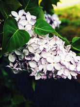 Load image into Gallery viewer, Lilac and Lanolin Enfleurage.