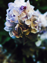 Load image into Gallery viewer, Lilac and Lanolin Enfleurage.