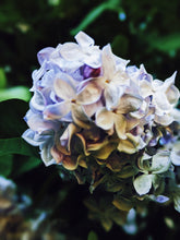 Load image into Gallery viewer, Lilac and Lanolin Enfleurage.