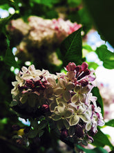 Load image into Gallery viewer, Lilac and Peach Honey Enfleurage.