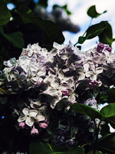 Load image into Gallery viewer, Lilac and Lanolin Enfleurage.