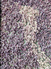 Load image into Gallery viewer, Lilac and Peach Honey Enfleurage.
