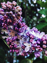 Load image into Gallery viewer, Lilac Enfleurage.
