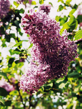 Load image into Gallery viewer, Lilac and Lanolin Enfleurage.