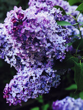 Load image into Gallery viewer, Lilac and Peach Honey Enfleurage.
