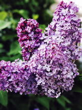 Load image into Gallery viewer, Lilac Enfleurage.