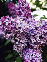 Load image into Gallery viewer, Peach Iris. enfleurage perfume. orris root, peach, rose, apricot, osmanthus, stephanotis. October 2023