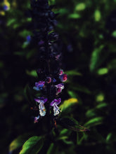Load image into Gallery viewer, Persephone. natural perfume. jasmine, oud, sandalwood, lime, labdanum. March 2025