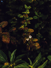 Load image into Gallery viewer, Veritas. natural perfume. flowering trees with glowing veins of holy nectar. December 2021