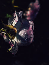 Load image into Gallery viewer, Skin: Feminine. natural perfume. rose water dried on a sun tan. June 2023
