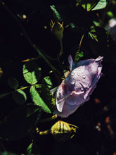 Load image into Gallery viewer, Skin: Feminine. natural perfume. rose water dried on a sun tan. June 2023