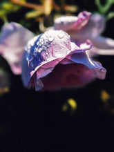 Load image into Gallery viewer, Skin: Feminine. natural perfume. rose water dried on a sun tan. June 2023