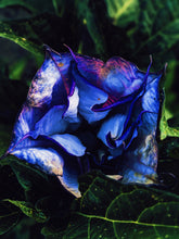 Load image into Gallery viewer, Musk Sample Set: 7 Natural Perfumes. Wild Veil liquid perfumes. Gift set.