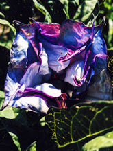 Load image into Gallery viewer, Musk Sample Set: 7 Natural Perfumes. Wild Veil liquid perfumes. Gift set.