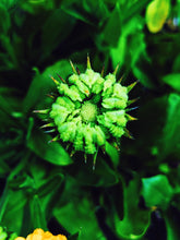 Load image into Gallery viewer, Pagan. natural fragrance. a barrel sealed with hemlock resin. December 2020