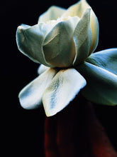 Load image into Gallery viewer, Pisces ♓︎ natural perfume. tahitian lime, jasmine, ylang, elemi, resins sumatra, papyrus. March 2025