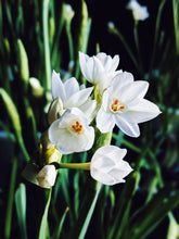 Load image into Gallery viewer, Yellow Musk. enfleurage perfume. narcissus, vanilla, musk tonquin, sandalwood, oud, rose. July 2023
