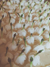 Load image into Gallery viewer, Narcissus and Assam Agarwood Enfleurage.