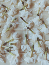 Load image into Gallery viewer, Narcissus and Assam Agarwood Enfleurage.