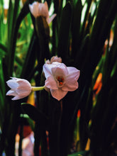 Load image into Gallery viewer, Yellow Musk. enfleurage perfume. narcissus, vanilla, musk tonquin, sandalwood, oud, rose. July 2023