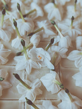 Load image into Gallery viewer, Yellow Musk. enfleurage perfume. narcissus, vanilla, musk tonquin, sandalwood, oud, rose. July 2023