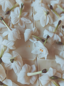 Narcissus Paperwhite Enfleurage.