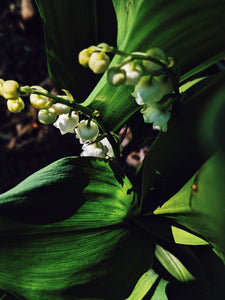 Lily of the Valley Enfleurage. June 2022