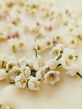Load image into Gallery viewer, Lily of the Valley Enfleurage. June 2022