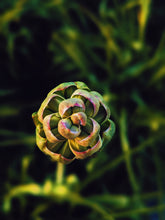 Load image into Gallery viewer, Starfish. natural perfume. apricot, tuberose, white champa flower, sandalwood, seashells. September 2025