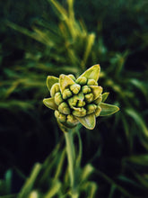 Load image into Gallery viewer, Starfish. natural perfume. apricot, tuberose, white champa flower, sandalwood, seashells. September 2025