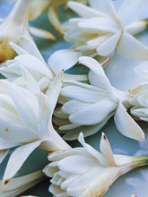 Load image into Gallery viewer, Toucan. natural perfume. tuberose, saffron, sandalwood, ginger, kaffir lime, cardamom. August 2024