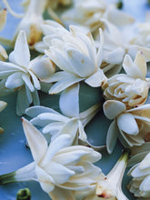 Load image into Gallery viewer, Toucan. natural perfume. tuberose, saffron, sandalwood, ginger, kaffir lime, cardamom. August 2024