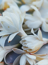 Load image into Gallery viewer, Toucan. natural perfume. tuberose, saffron, sandalwood, ginger, kaffir lime, cardamom. August 2024