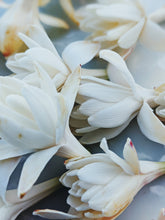 Load image into Gallery viewer, Peach Iris. enfleurage perfume. orris root, peach, rose, apricot, osmanthus, stephanotis. October 2023