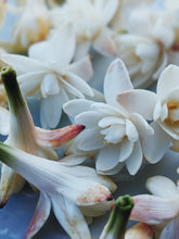 Load image into Gallery viewer, Peach Iris. enfleurage perfume. orris root, peach, rose, apricot, osmanthus, stephanotis. October 2023