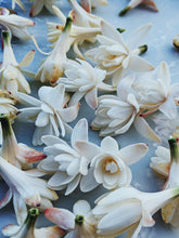 Load image into Gallery viewer, Snow White. natural perfume. juicy as a ripe red apple. dark as a deer heart. October 2023