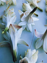 Load image into Gallery viewer, Snow White. natural perfume. juicy as a ripe red apple. dark as a deer heart. October 2023