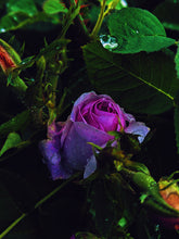 Load image into Gallery viewer, Snow White. natural perfume. juicy as a ripe red apple. dark as a deer heart. October 2023