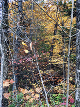 Load image into Gallery viewer, October. natural cologne: the woods in october. October 2023