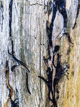 Load image into Gallery viewer, Scorpio Moon ♏︎ smoke enfleurage fragrance. incense, wood, resin and tree moss. October 2023