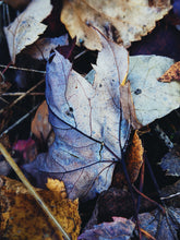 Load image into Gallery viewer, October. natural cologne: the woods in october. October 2023