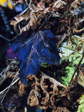 Load image into Gallery viewer, October. natural cologne: the woods in october. October 2023