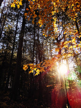 Load image into Gallery viewer, October. natural cologne: the woods in october. October 2023