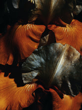 Load image into Gallery viewer, Yellow Musk. enfleurage perfume. narcissus, vanilla, musk tonquin, sandalwood, oud, rose. July 2023